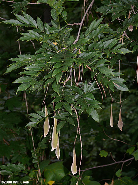 Chinese Wisteria (Wisteria sinensis) fruits