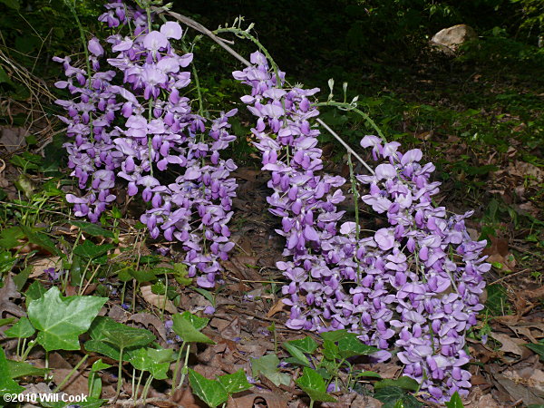 Chinese Wisteria (Wisteria sinensis) flowers