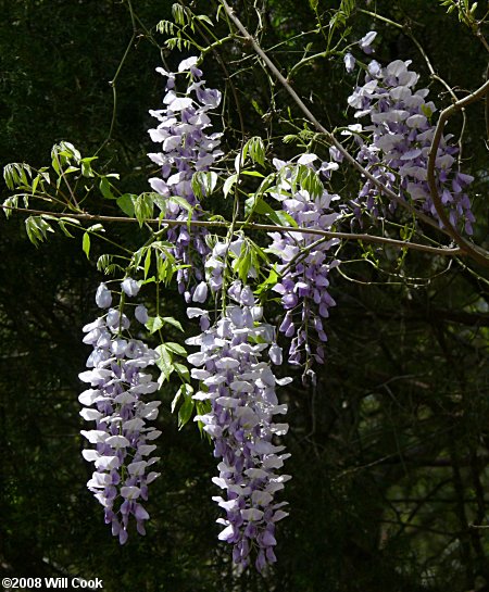 Chinese Wisteria (Wisteria sinensis) flowers