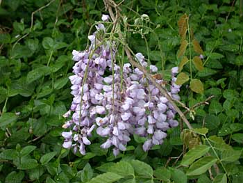 Chinese Wisteria (Wisteria sinensis)