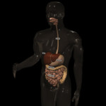 transparent man with internal organs visible