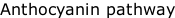 Anthocyanin pathway